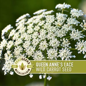 Queen Anne's Lace Seeds – Heirloom Wild Carrot, Pollinator Friendly