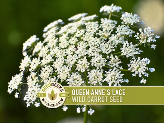 Queen Anne's Lace Seeds – Heirloom Wild Carrot, Pollinator Friendly