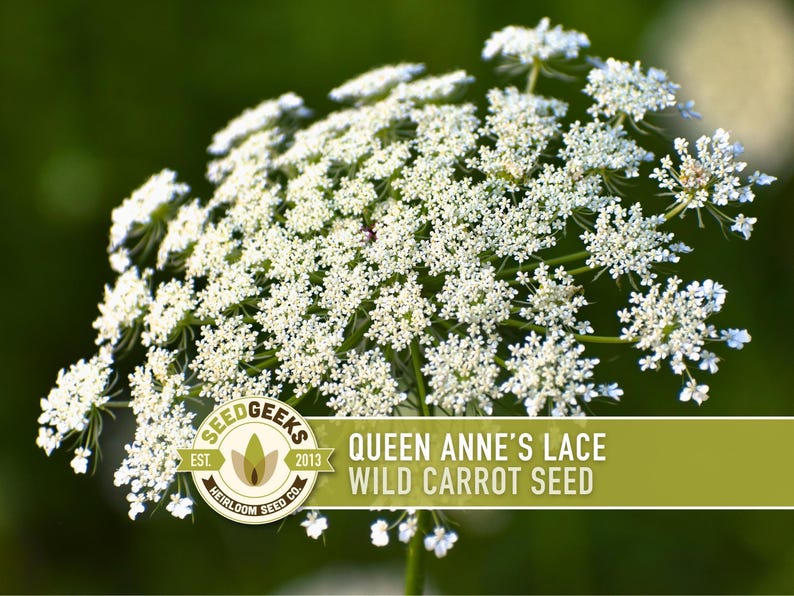 Queen Anne's Lace Seeds – Heirloom Wild Carrot, Pollinator Friendly immagine 1