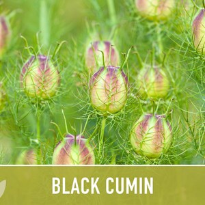 Black Cumin Herb Seeds – Nigella Sativa, Culinary & Medicinal image 11