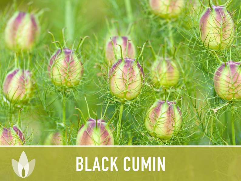 Black Cumin Herb Seeds – Nigella Sativa, Culinary & Medicinal image 11