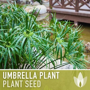 Umbrella Plant Seeds – Cyperus Alternifolius, Ornamental Grass, Non-GMO image 7