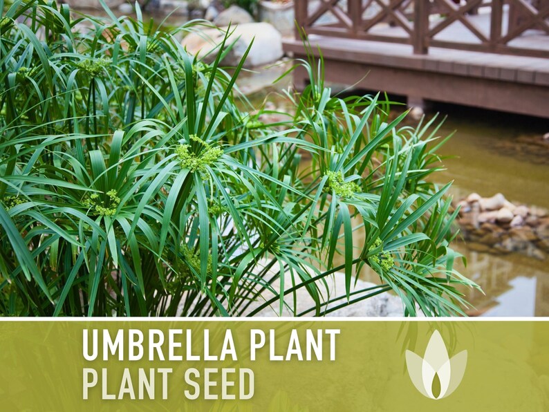 Umbrella Plant Seeds – Cyperus Alternifolius, Ornamental Grass, Non-GMO image 7