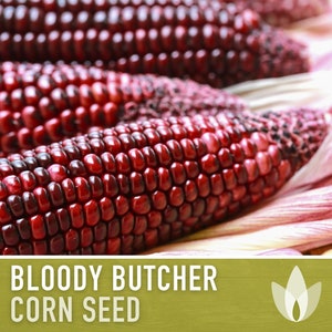 May include: Close-up of red and purple Bloody Butcher corn seed. The corn is arranged in a basket with the husks visible.