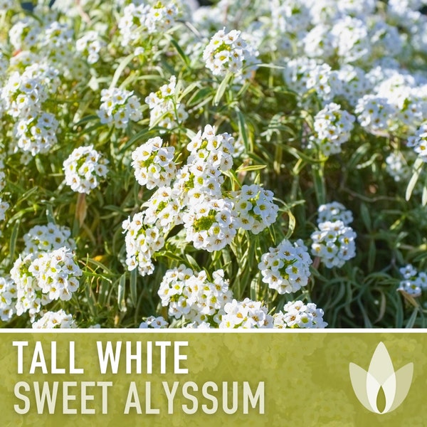 Sweet Alyssum, Tall White Flower Seeds - Heirloom Seeds, Delicate White Blooms, Fragrant Flower, Bee Friendly, Lobularia Maritima, Non-GMO