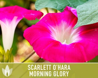 Morning Glory, Scarlett O'Hara - Heirloom Seeds, Flower Seeds, Vine