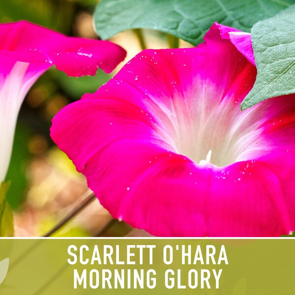 Morning Glory, Scarlett O'Hara - Heirloom Seeds, Flower Seeds, Vine