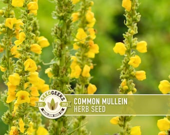 Mullein Seeds | 100+ Seeds, Heirloom Medicinal Herb, Rare Organic, Non-GMO, Verbascum Thapsus