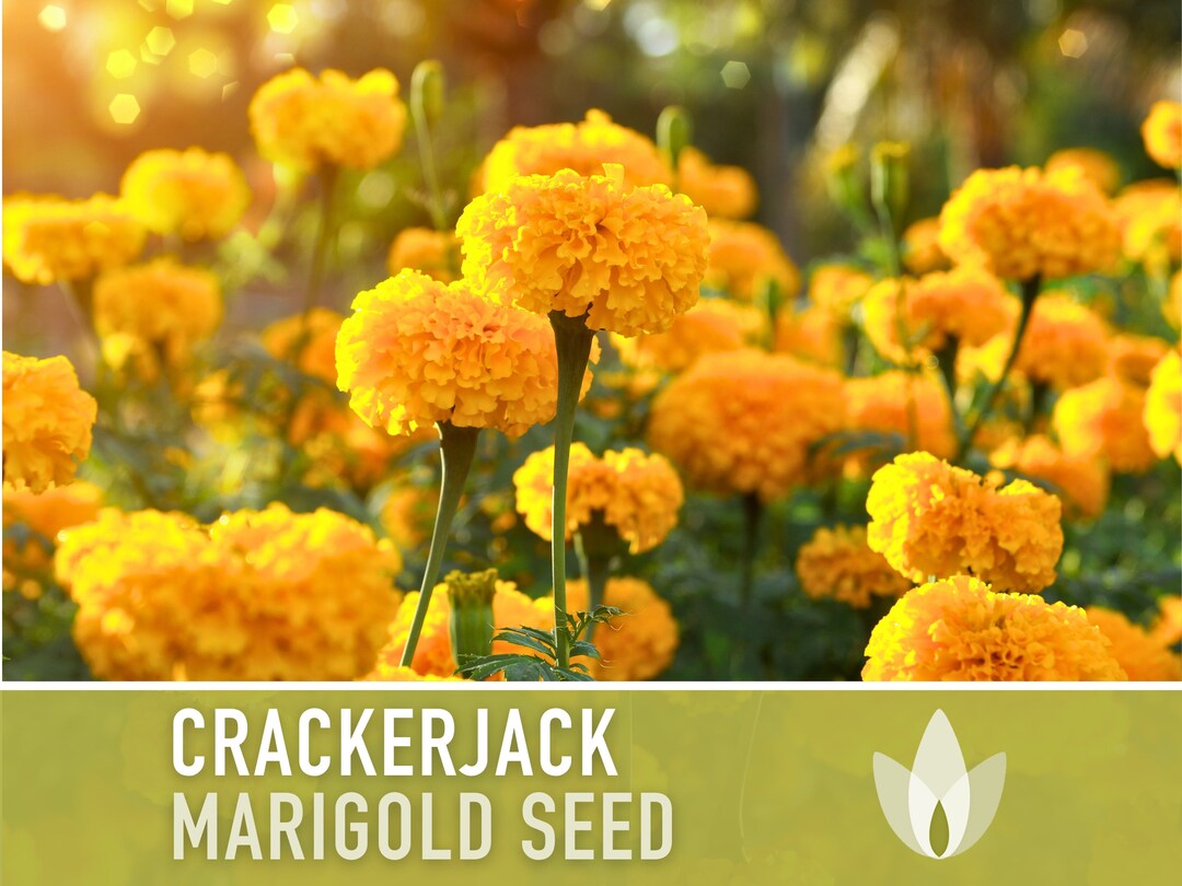 Crackerjack Marigold Flower Seeds - Heirloom, Edible, Non-gmo - Etsy
