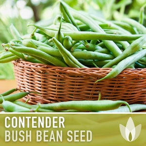 Contender Bush Bean Seeds - Heirloom, Stringless, Open Pollinated, Untreated, Non-GMO