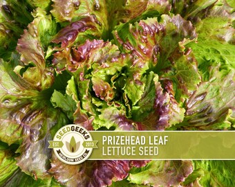 Könnte beinhalten: Nahaufnahme von Prizehead-Blattsalat. Der Salat hat grüne und burgunderfarbene Blätter. Das Bild enthält ein Logo mit der Aufschrift "Seed Geeks" und den Text "Prizehead Leaf Lettuce Seed".