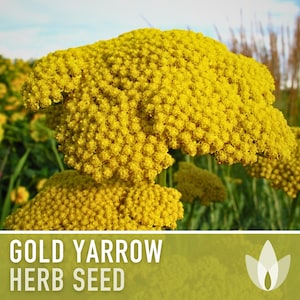 Gold Yarrow Herb Seeds - Heirloom Seeds, Medicinal Herb Seeds, Pollinator Garden, Beneficial Bug, Open Pollinated, Non-GMO