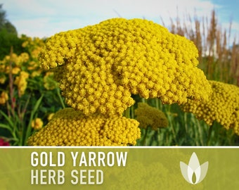 Gold Yarrow Herb Seeds - Heirloom Seeds, Medicinal Herb Seeds, Pollinator Garden, Beneficial Bug, Open Pollinated, Non-GMO