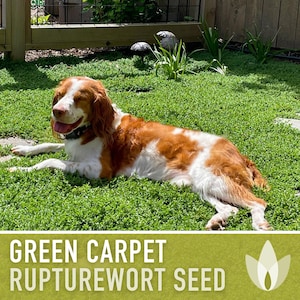 Rupturewort (Green Carpet) Seeds - Heirloom Seeds, Alternative Lawn, Ground Cover, Evergreen, Dense Green Carpet, Open Pollinated, Non-GMO