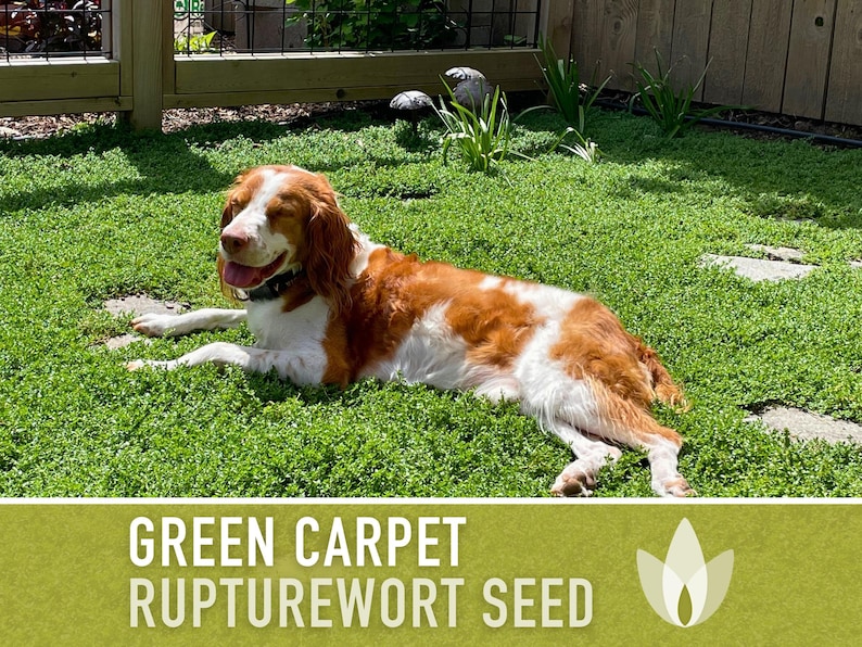 Rupturewort Green Carpet Seeds Heirloom Seeds, Alternative Lawn, Ground Cover, Evergreen, Dense Green Carpet, Open Pollinated, Non-GMO image 1