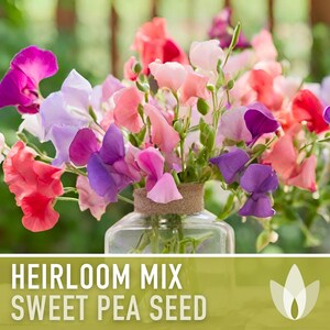 Heirloom Sweet Pea Flower Mix | 25+ Seeds, Cottage Garden, Fragrant Blooms, Lathyrus odoratus Bild 8