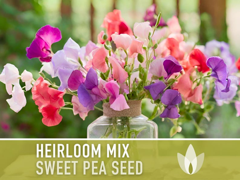 Heirloom Sweet Pea Flower Mix | 25+ Seeds, Cottage Garden, Fragrant Blooms, Lathyrus odoratus Bild 8