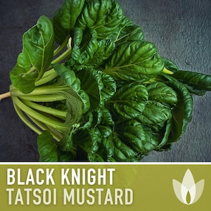 Black Knight Tatsoi Mustard Greens Seeds - Heirloom Seeds, Asian Mustard Greens, Fresh Salad, Cold Tolerant, Open Pollinated, Non-GMO