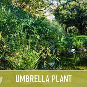 Umbrella Plant Seeds – Cyperus Alternifolius, Ornamental Grass image 8