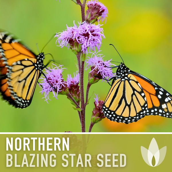 Northern Blazing Star Flower Seeds - Heirloom Seeds, Native Seeds, Wildflower Seeds, Open Pollinated, Non-GMO