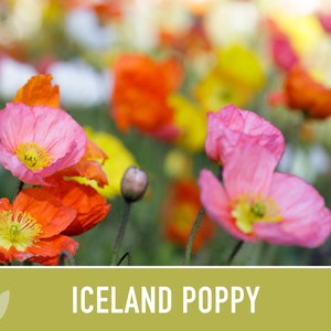 Iceland Poppy Heirloom Seeds - Flower Seeds, Cool Weather Seeds, Flowers, Flower Mix, Pastel Flowers