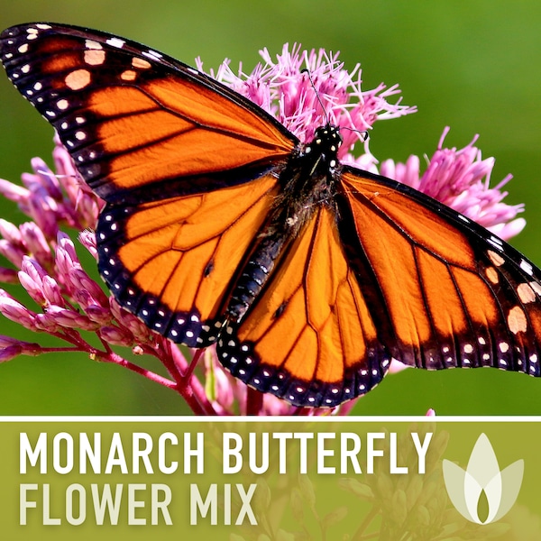 Monarch Butterfly Mix Flower Seeds, Heirloom, Native, Flower Seeds