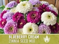 Zinnia, Blueberry Cream Mix Heirloom Seeds - Flower Seeds, Flower Mix, Purple Zinnia, Mixed Zinnia