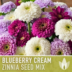 Zinnia, Blueberry Cream Mix Heirloom Seeds - Flower Seeds, Flower Mix, Purple Zinnia, Mixed Zinnia