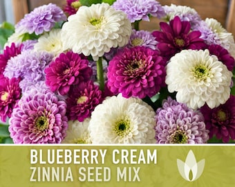 Zinnia, Blueberry Cream Mix Heirloom Seeds - Flower Seeds, Flower Mix, Purple Zinnia, Mixed Zinnia