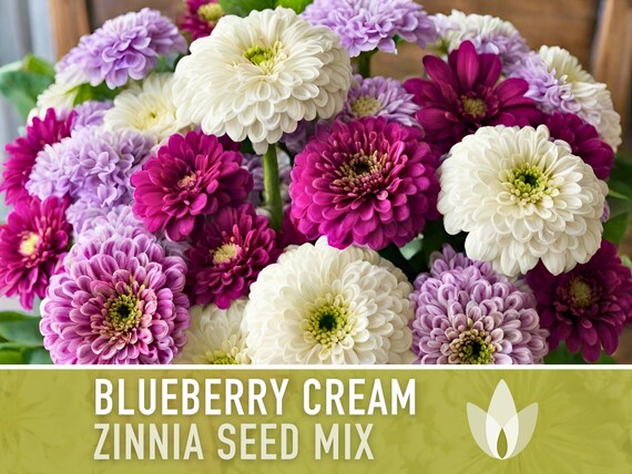 Zinnia, Blueberry Cream Mix Heirloom Seeds - Flower Seeds, Flower Mix, Purple Zinnia, Mixed Zinnia