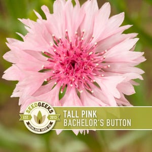 Bachelor's Button Tall Pink Seeds | 100+ Seeds, Cornflower, Wildflower, Heirloom, Centaurea cyanus
