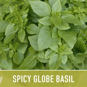 Spicy Globe Basil Seeds - Heirloom, Culinary Herb afbeelding 8