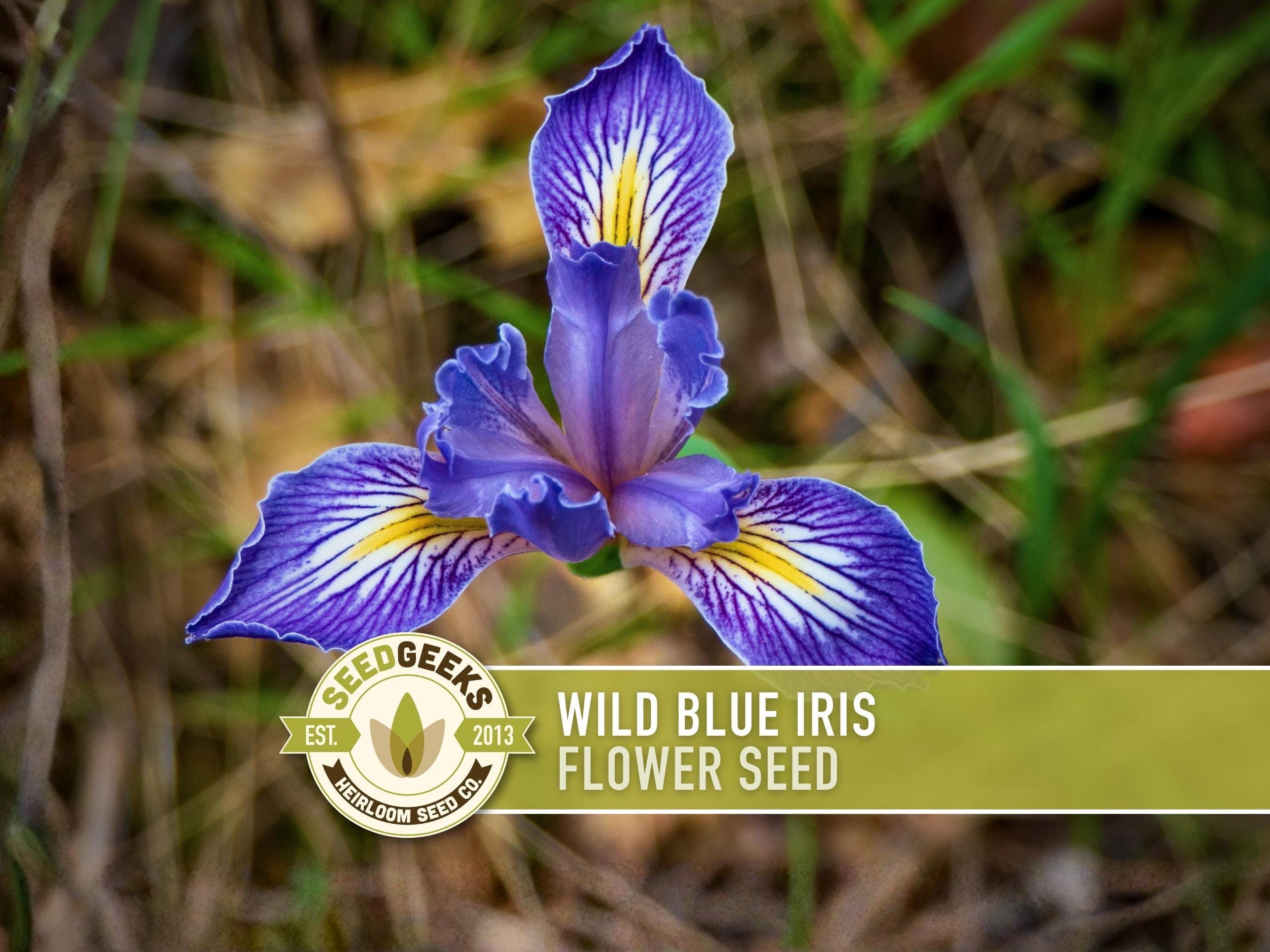 Wild Blue Iris Flower Seeds - Missouri Native, Non-GMO