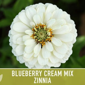 Blueberry Cream Zinnia Seeds | 100+ Seeds, Heirloom Flower Mix, Butterfly Garden, Bouquets imagem 7