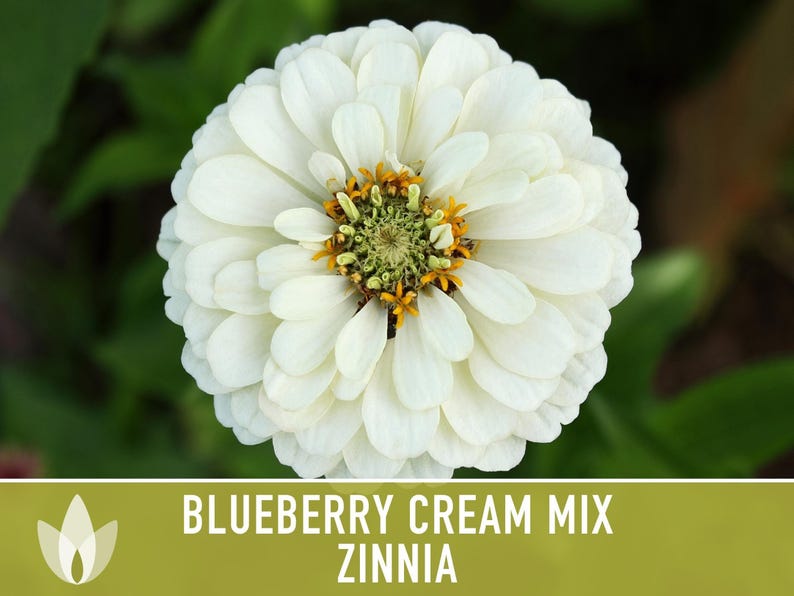 Blueberry Cream Zinnia Seeds | 100+ Seeds, Heirloom Flower Mix, Butterfly Garden, Bouquets imagem 7
