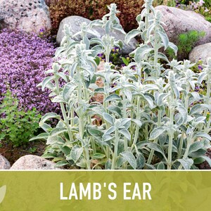 Lamb's Ear Flower Seeds – Heirloom Stachys Byzantina, Pollinator Friendly afbeelding 9