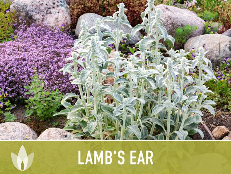 Lamb's Ear Flower Seeds – Heirloom Stachys Byzantina, Pollinator Friendly afbeelding 9
