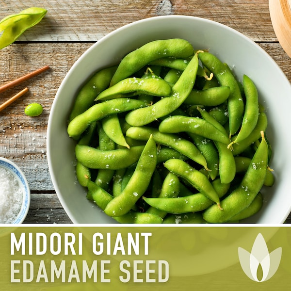 Midori Giant Edamame Seeds - Heirloom Seeds, Organic Soybean, Japanese Beans, Bush Bean, Open Pollinated, Untreated, Non-GMO