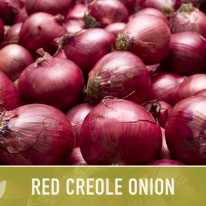 Red Creole Onion Heirloom Seeds Short Day, Open Pollinated, Non-GMO image 6