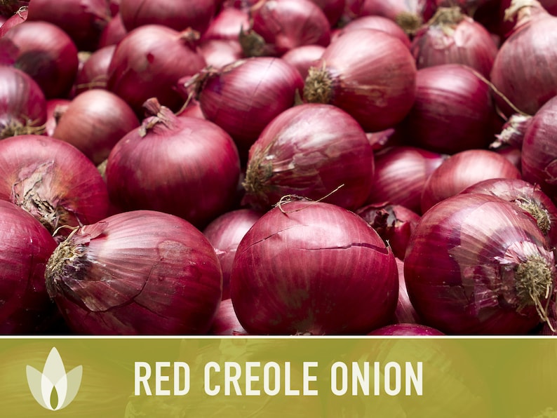 Red Creole Onion Heirloom Seeds Short Day, Open Pollinated, Non-GMO image 6