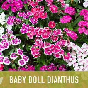 Baby Doll Dianthus Flower Seeds Heirloom Seeds, Chinese Pinks, Edible Flower Seeds, Ground Cover, Open Pollinated, Non-GMO image 5