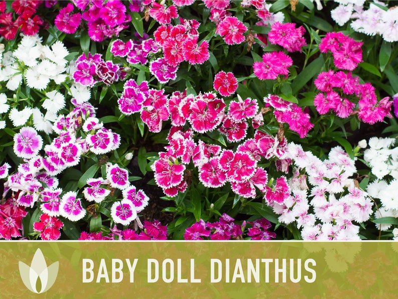 Baby Doll Dianthus Flower Seeds Heirloom Seeds, Chinese Pinks, Edible Flower Seeds, Ground Cover, Open Pollinated, Non-GMO image 5