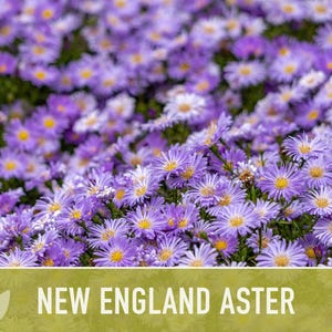 New England Aster Seeds, Heirloom Native Variety zdjęcie 7