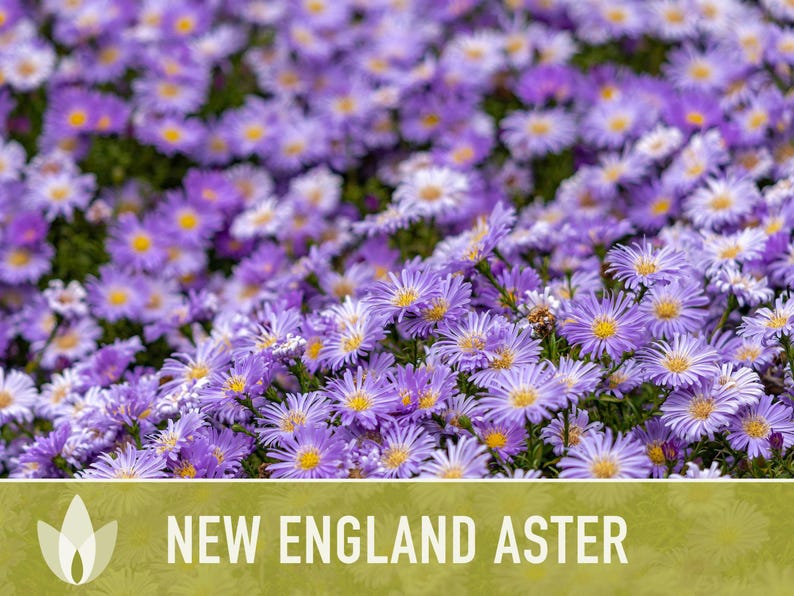 New England Aster Seeds, Heirloom Native Variety zdjęcie 7