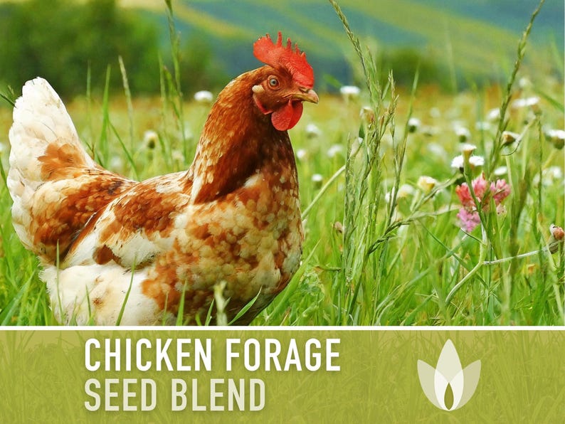 Chicken Forage Blend | 1oz Seeds, Omega 3, Non-GMO, Organic Food for Backyard Chickens, Heirloom image 5