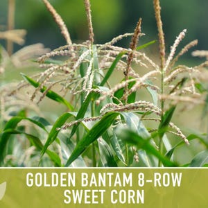 Golden Bantam Sweet Corn Seeds | 50+ Seeds, Non-GMO, Open Pollinated, Heirloom, Zea mays image 6