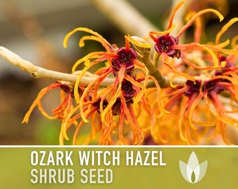 Ozark Witch Hazel Seeds - Heirloom Seeds, Hamamelis Vernalis, Flowering Shrub, Medicinal, Early Bloom, Open Pollinated, Non-GMO