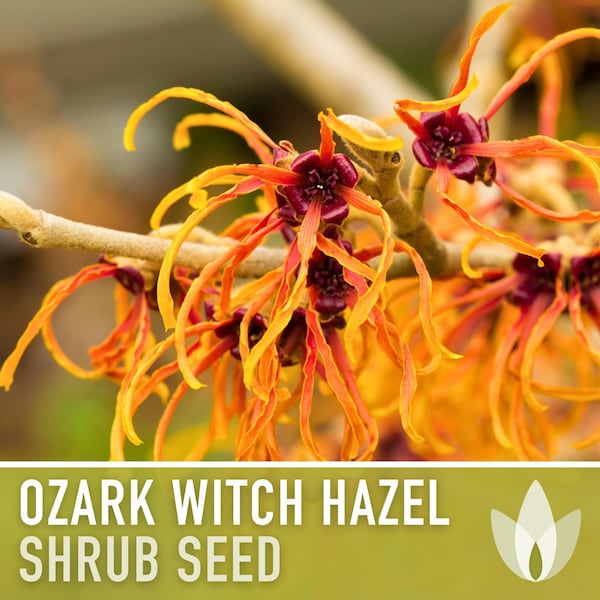 Ozark Witch Hazel Seeds - Heirloom Seeds, Hamamelis Vernalis, Flowering Shrub, Medicinal, Early Bloom, Open Pollinated, Non-GMO