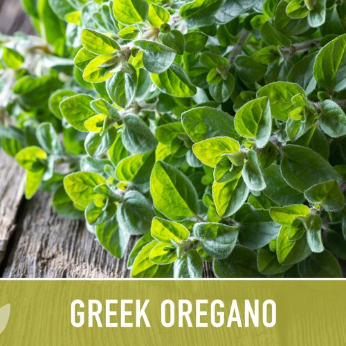 Oregano Greek Seeds 25 Etsy