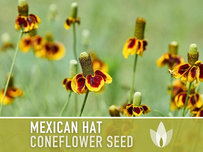 Mexican Hat Coneflower Seeds Heirloom Seeds, Native Wildflower, Prairie Coneflower, Pollinator Friendly, Ratibida Columnifera, Non-GMO image 5